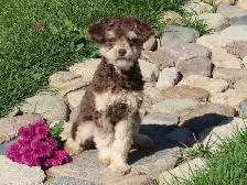 Mini Poodle Female - Photo 3