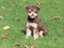 Mini Poodle Female - Photo 4