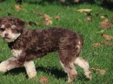 Mini Poodle Female - Photo 5