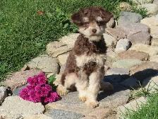 Mini Poodle Female - Photo 6