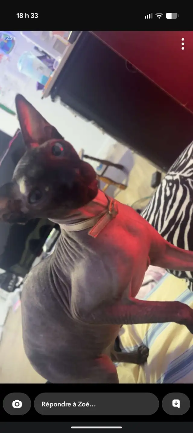 Sphynx a donner