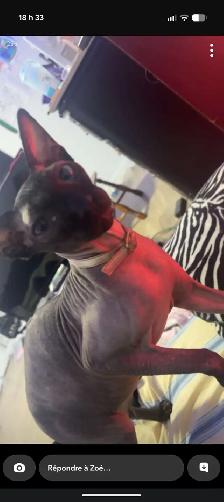 Sphynx a donner