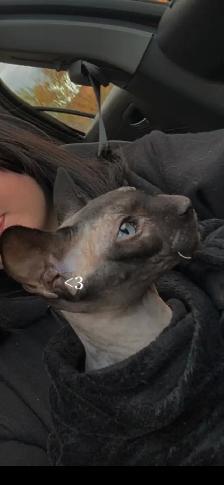 Sphynx a donner - Photo 2