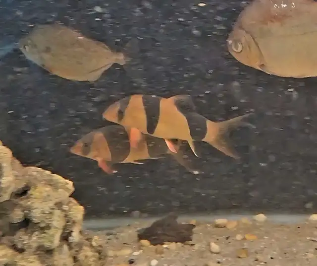 5'-6' clown loaches