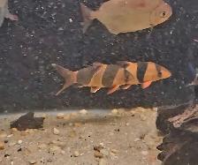 5'-6' clown loaches - Photo 2