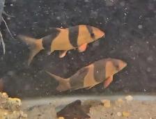 5'-6' clown loaches - Photo 3