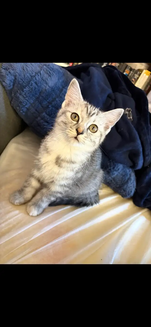 kitten for sale