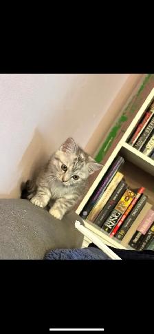 kitten for sale - Photo 2