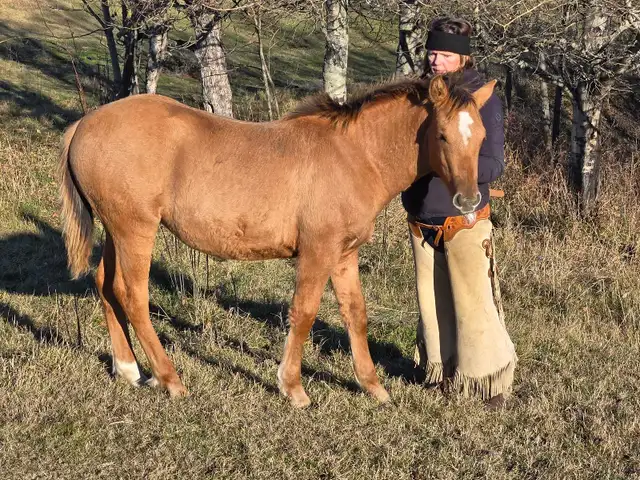 Haflinger/QH Weanling Filly