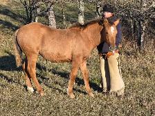 Haflinger/QH Weanling Filly