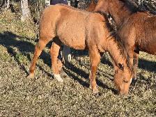 Haflinger/QH Weanling Filly - Photo 2