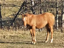 Haflinger/QH Weanling Filly - Photo 3