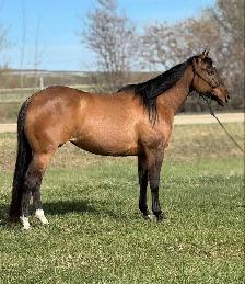 Haflinger/QH Weanling Filly - Photo 4