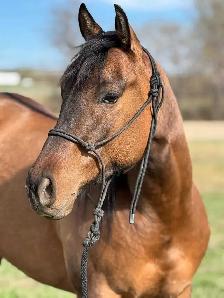 Haflinger/QH Weanling Filly - Photo 5