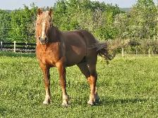 Haflinger/QH Weanling Filly - Photo 6