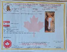 Haflinger/QH Weanling Filly - Photo 7