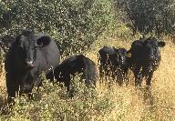 ALBERTA BEEF - Top Quality Ranch Raised Alberta Grass Fed Beef - Photo 3