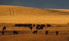 ALBERTA BEEF - Top Quality Ranch Raised Alberta Grass Fed Beef - Photo 4