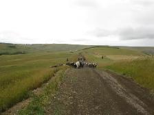 ALBERTA BEEF - Top Quality Ranch Raised Alberta Grass Fed Beef - Photo 6