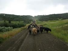 ALBERTA BEEF - Top Quality Ranch Raised Alberta Grass Fed Beef - Photo 7