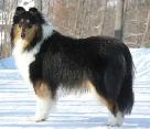 Responsible, Financially Stable Person Looking For A Dog - Photo 2