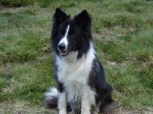 Responsible, Financially Stable Person Looking For A Dog - Photo 3