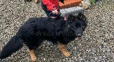 Responsible, Financially Stable Person Looking For A Dog - Photo 4