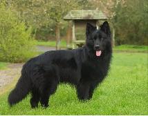 Responsible, Financially Stable Person Looking For A Dog - Photo 5