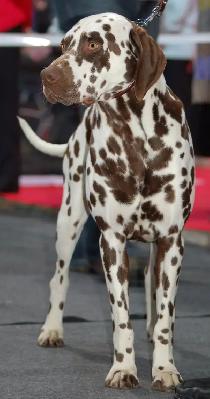 Responsible, Financially Stable Person Looking For A Dog - Photo 6