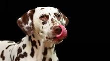 Responsible, Financially Stable Person Looking For A Dog - Photo 7