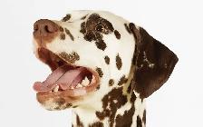 Responsible, Financially Stable Person Looking For A Dog - Photo 8