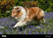 Responsible, Financially Stable Person Looking For A Dog - Photo 9