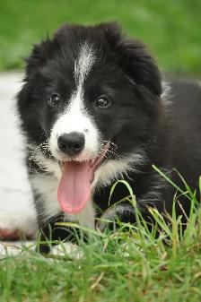 Responsible, Financially Stable Person Looking For A Dog - Photo 10