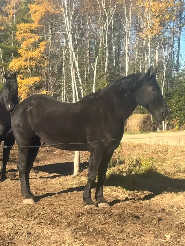 percheron gelding