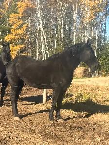 percheron gelding