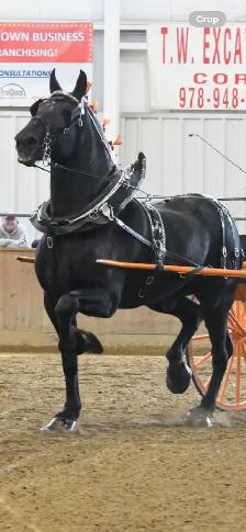 percheron gelding - Photo 2