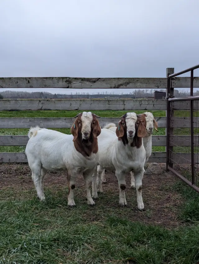 Goats for sale Breeding Bucks