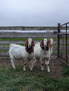 Goats for sale Breeding Bucks