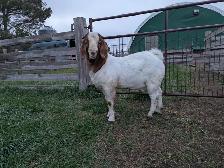 Goats for sale Breeding Bucks - Photo 2