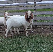 Goats for sale Breeding Bucks - Photo 3