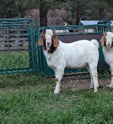 Goats for sale Breeding Bucks - Photo 4