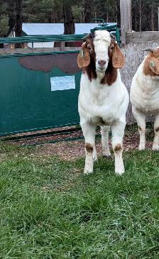Goats for sale Breeding Bucks - Photo 5