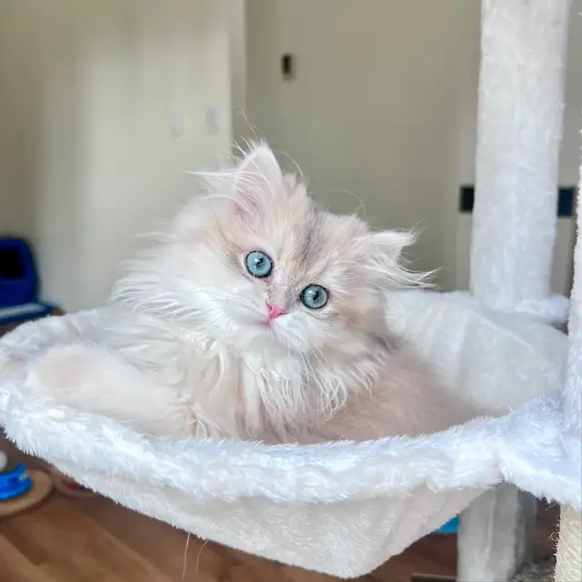 British Longhair & Shorthair kittens /Golden coat & blue eyes