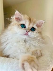 British Longhair & Shorthair kittens /Golden coat & blue eyes - Photo 4