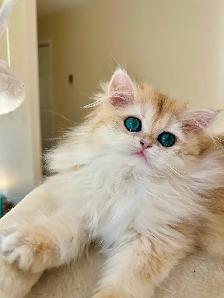 British Longhair & Shorthair kittens /Golden coat & blue eyes - Photo 5