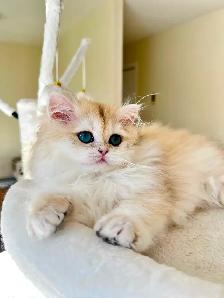 British Longhair & Shorthair kittens /Golden coat & blue eyes - Photo 6