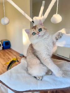British Longhair & Shorthair kittens /Golden coat & blue eyes - Photo 9