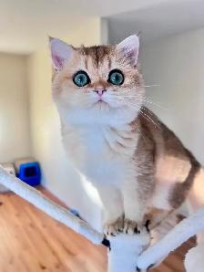 British Longhair & Shorthair kittens /Golden coat & blue eyes - Photo 10