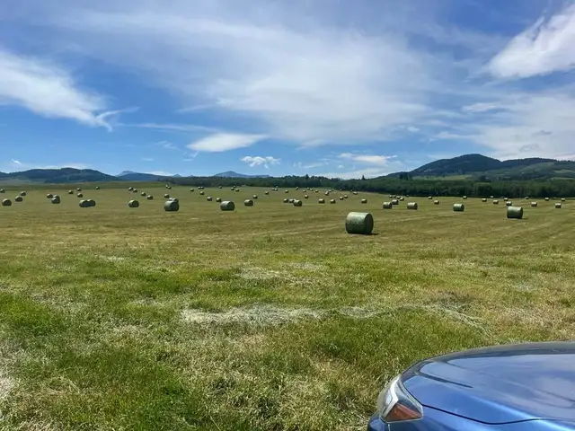 Hay for Sale