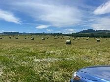 Hay for Sale